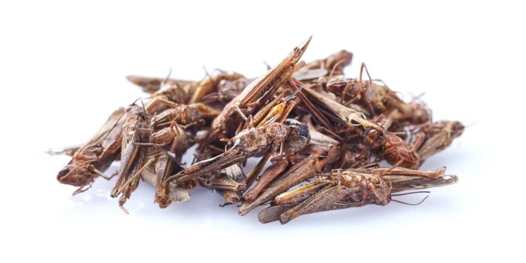 dry-snack-migratory-locust-on-white-background-2022-09-21-04-30-39-utc-scaled