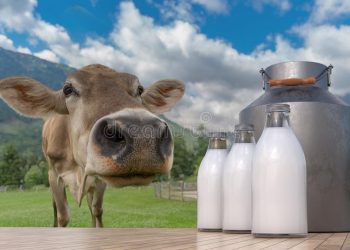 milk-production-farm-cow-meadow-bottles-foreground-120918116
