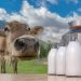 milk-production-farm-cow-meadow-bottles-foreground-120918116