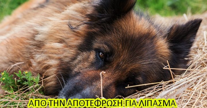 %cf%86%ce%bf%ce%bb%ce%b5