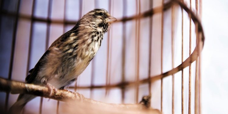 close-up-of-a-bird-sitting-in-an-orange-cage-168018579-5b594a5a46e0fb0071d20b03