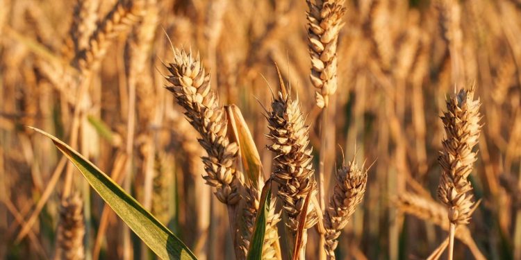 %cf%83%ce%b9%cf%84%ce%b1%cf%81%ce%b9